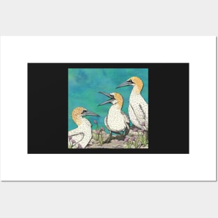 A Gaggle of Gannets Posters and Art